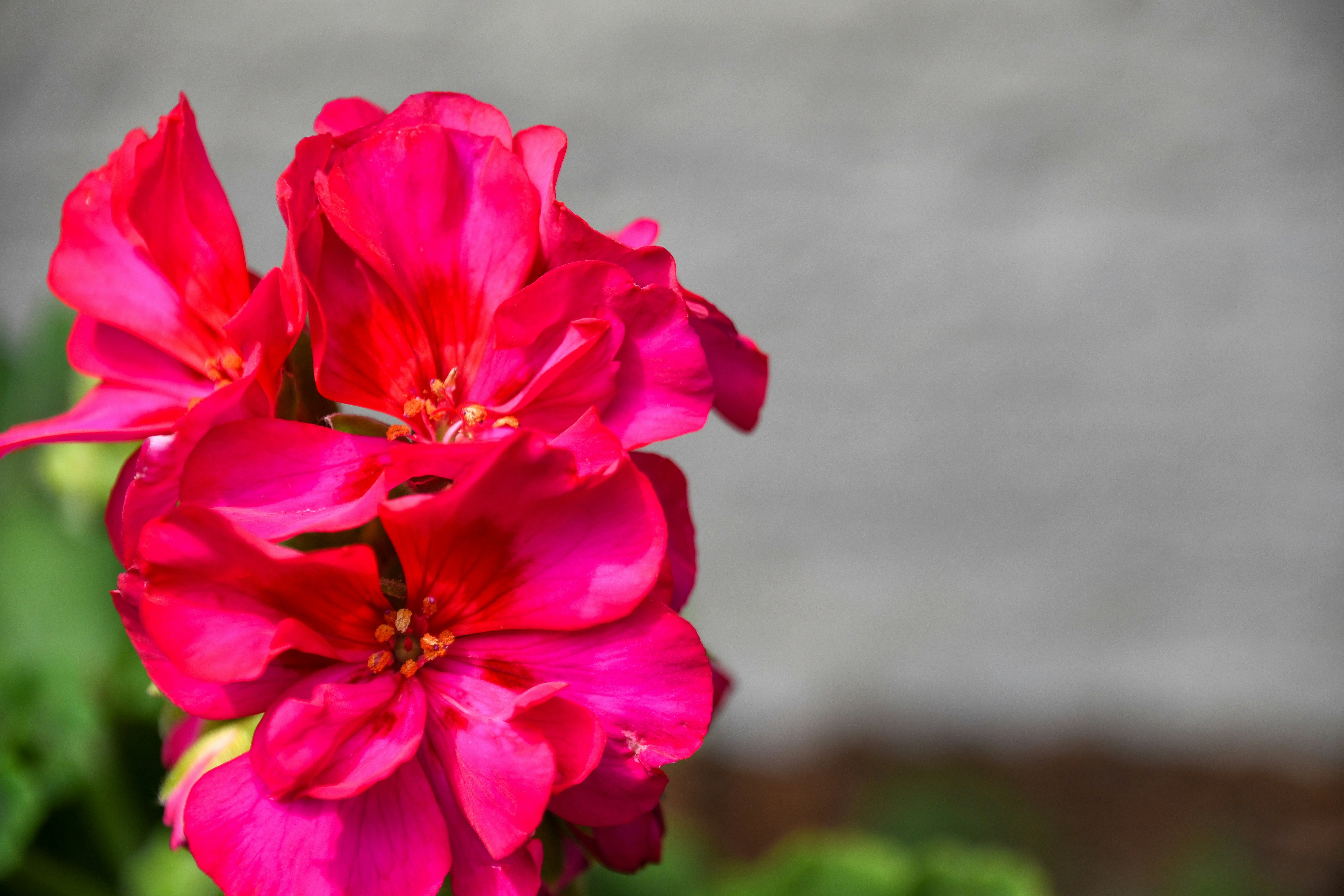 shallow focus photo of pink flower